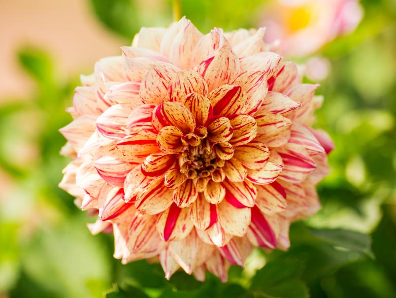 Free stock image of Dahlia created by Pixabay