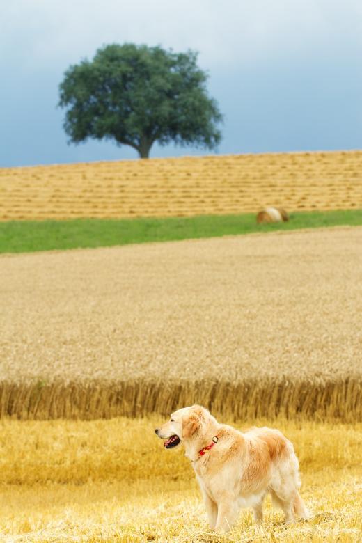 Free stock image of In the Field created by Pixabay