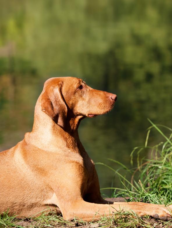 Free stock image of Max created by Pixabay