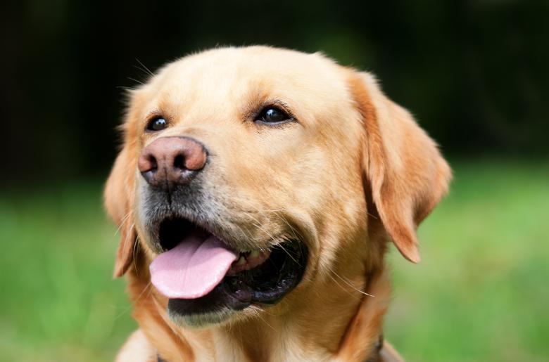 Free stock image of Loyal created by Pixabay