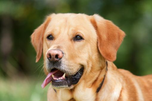 Loyal Friend - Free Stock Photo