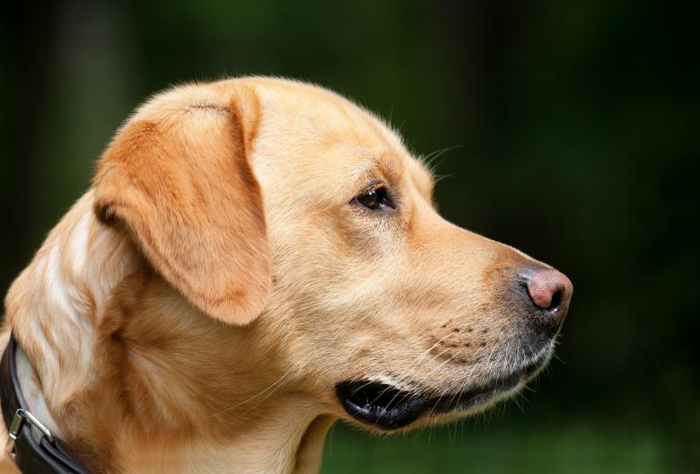 Free stock image of Pet created by Pixabay