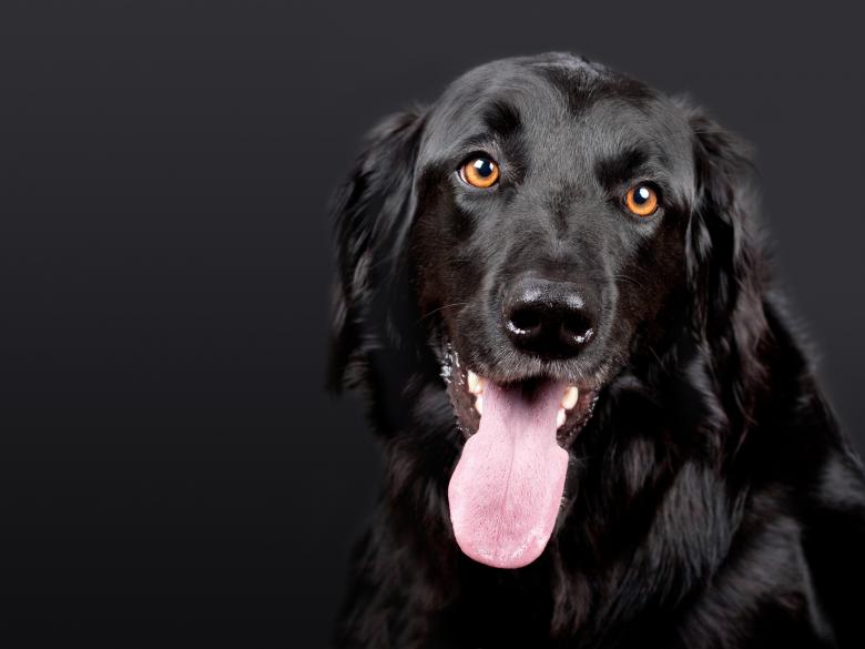 Free stock image of Pet created by Pixabay