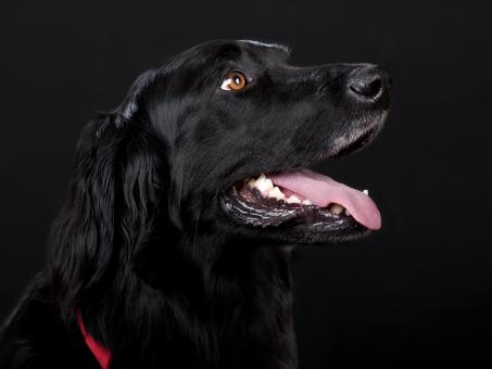 Black Dog - Free Stock Photo
