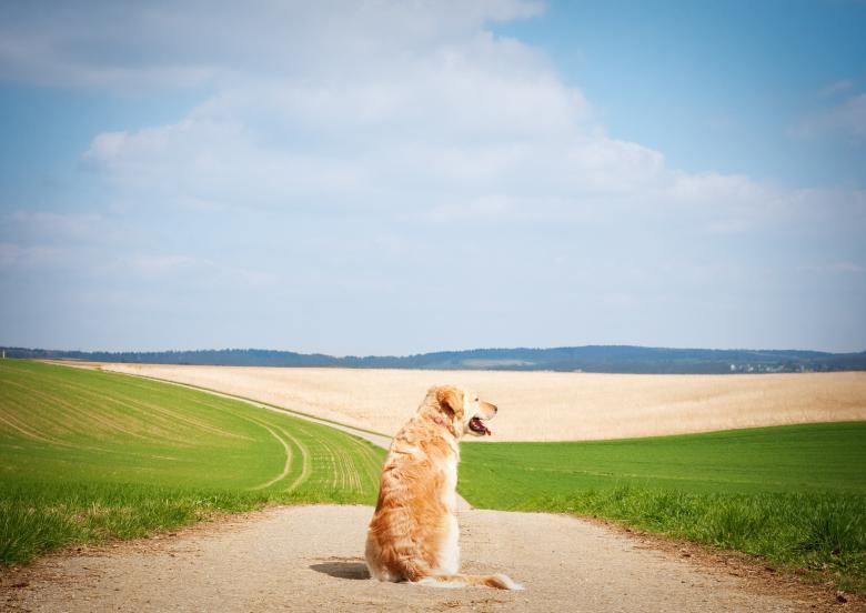 Free stock image of Animal created by Pixabay