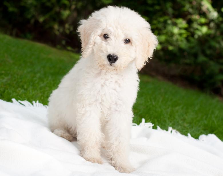 Free stock image of Puppy created by Pixabay