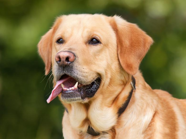 Free stock image of Max created by Pixabay