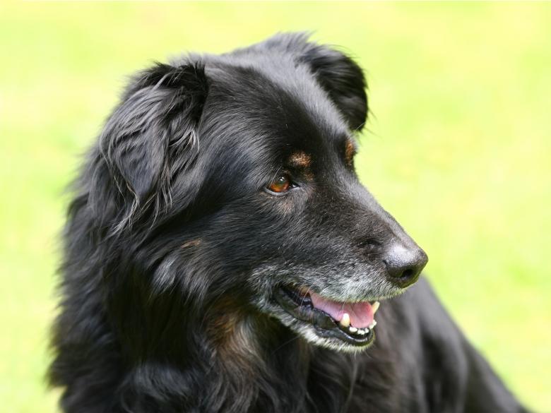 Free stock image of Black Dog created by Pixabay
