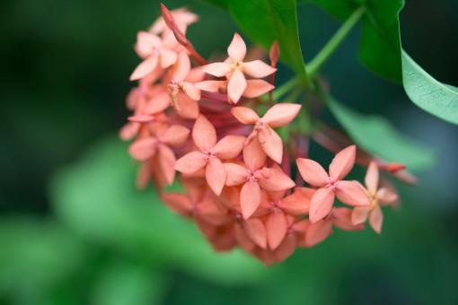 Free Stock Photo of Nature