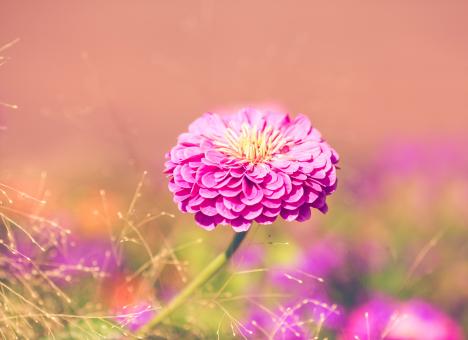Free Stock Photo of Flower