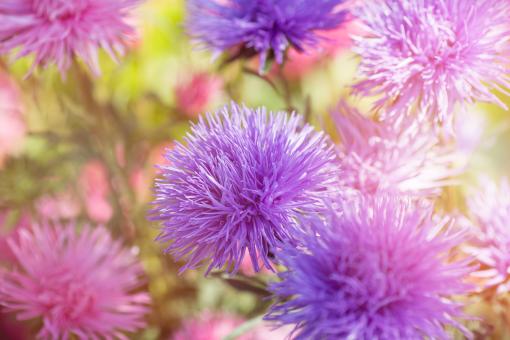 Free Stock Photo of Garden
