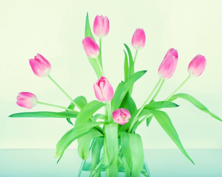 Free stock image of Tulips created by Pixabay