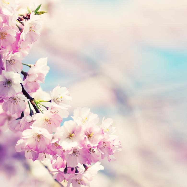Free stock image of Fragrance created by Pixabay