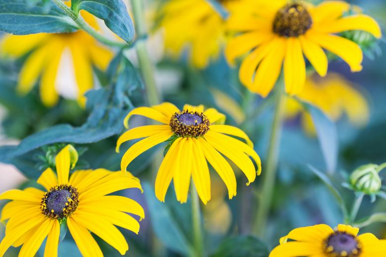 Free stock image of Flowers created by Pixabay