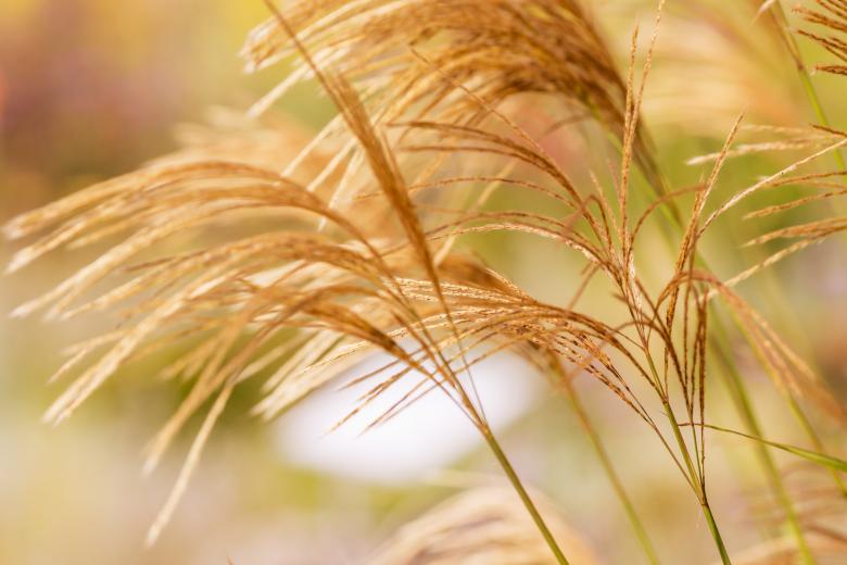 Free stock image of Grasses created by Pixabay