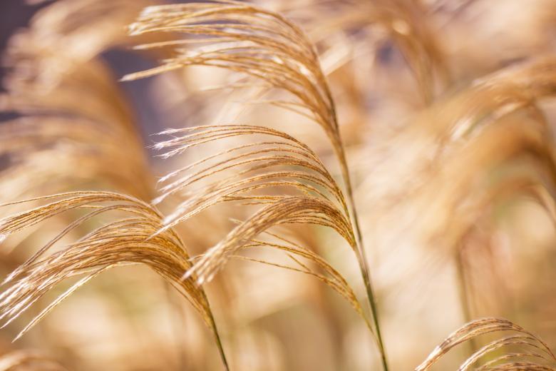 Free stock image of Grasses created by Pixabay
