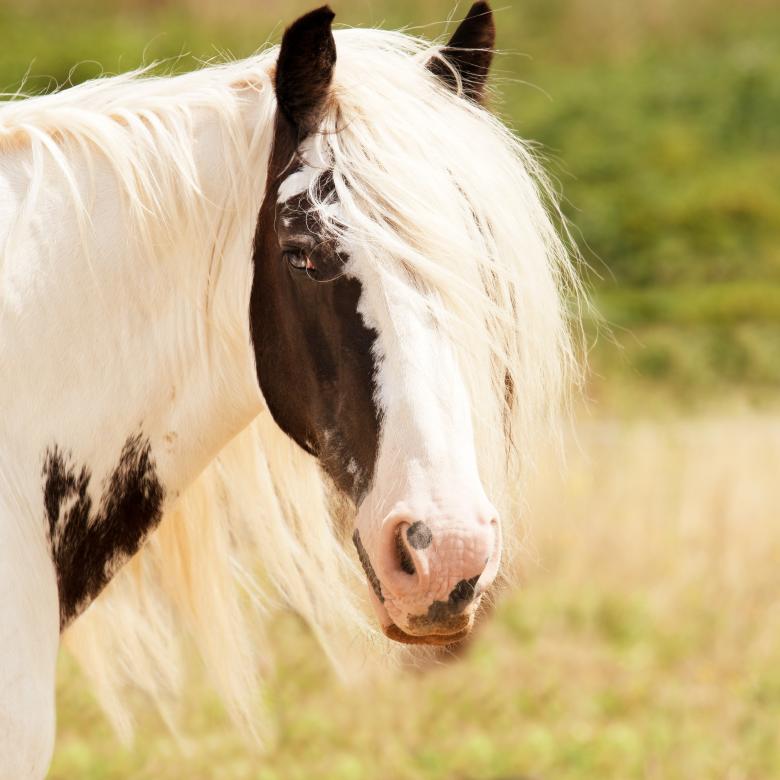 Free stock image of Horse created by Pixabay