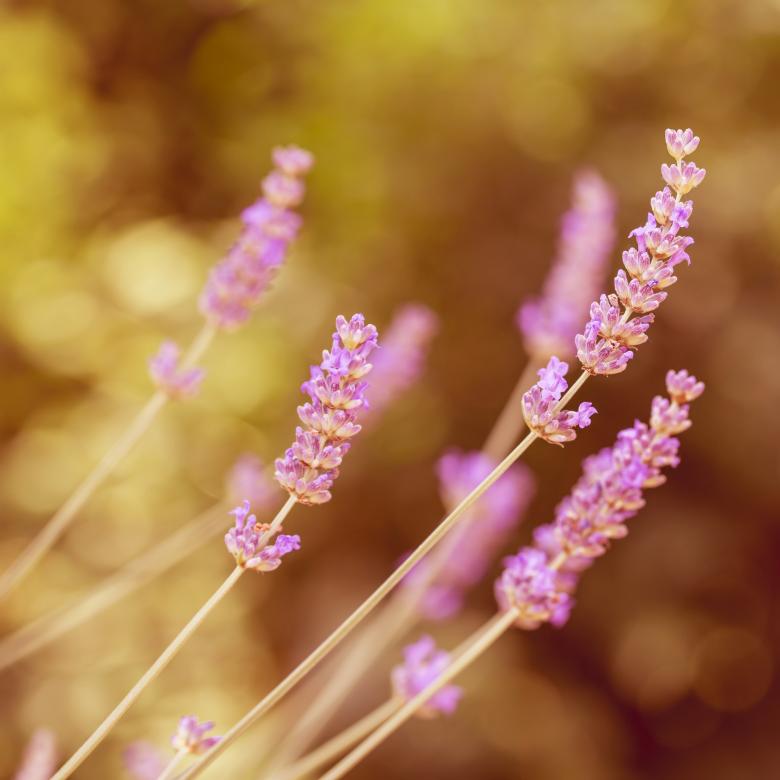 Free stock image of Lavender created by Pixabay