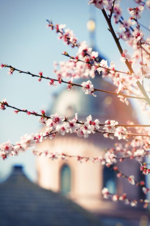 Free stock image of Tree created by Pixabay