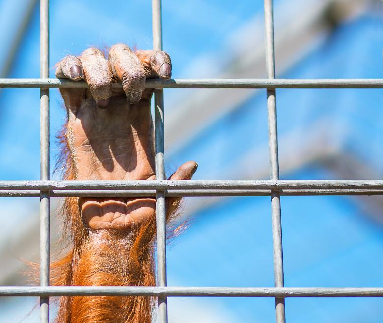 Free stock image of Monkey created by Pixabay