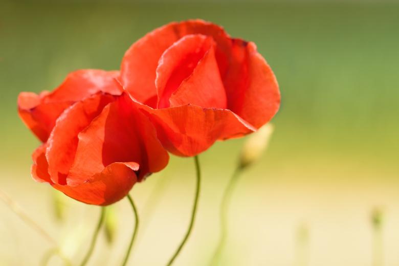 Free stock image of Flower created by Pixabay