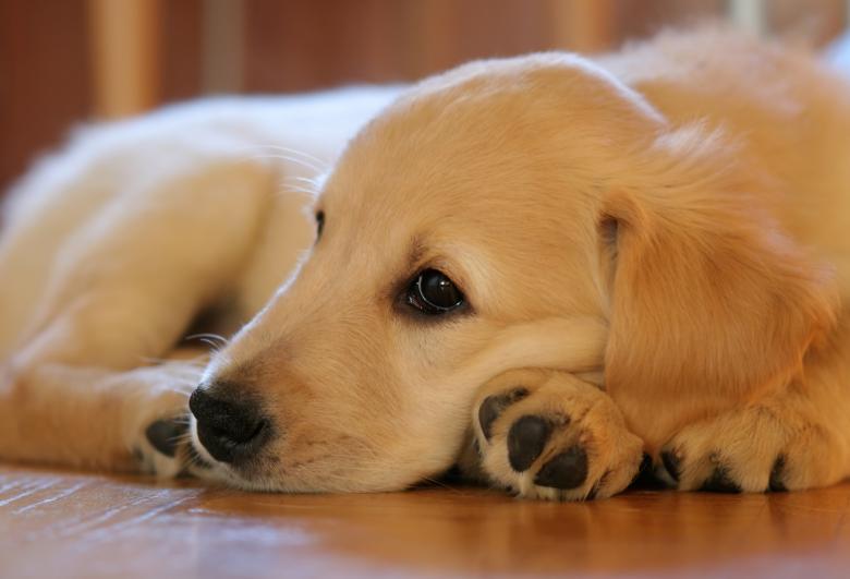 Free stock image of Pet created by Pixabay