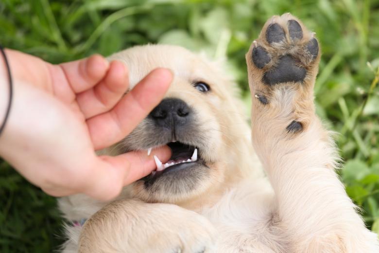 Free stock image of Puppy created by Pixabay