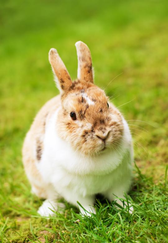Free stock image of Rabbit created by Pixabay