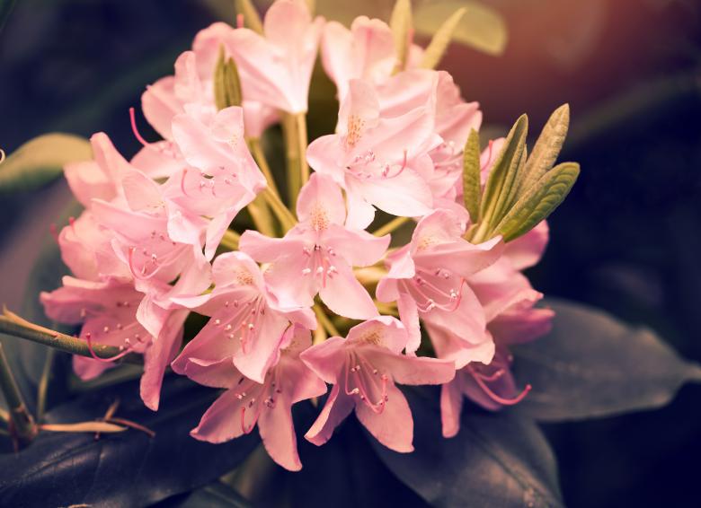 Free stock image of Rhododendron created by Pixabay