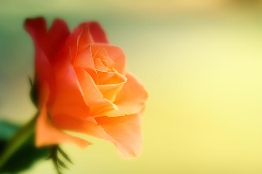 Free Stock Photo of Fragrance