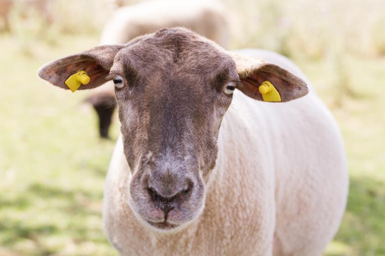 Free stock image of Sheep created by Pixabay