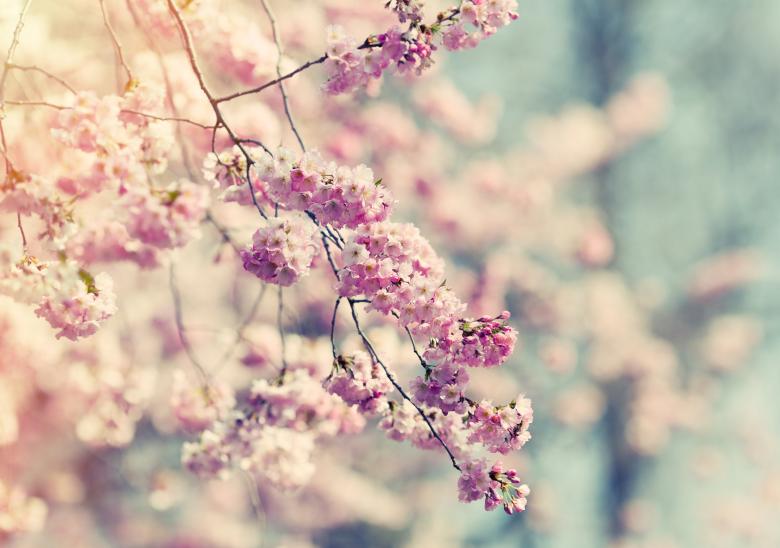 Free stock image of Flowers created by Pixabay