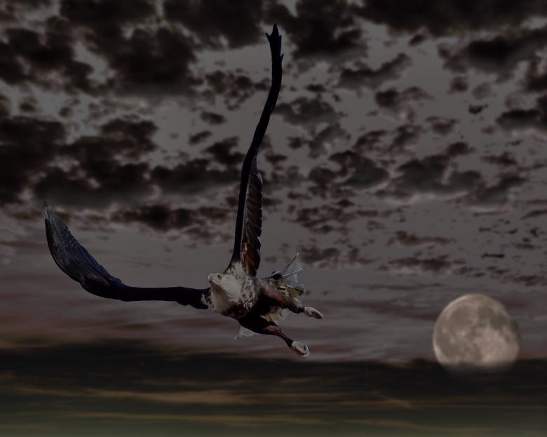 Free stock image of Eagle created by Pixabay