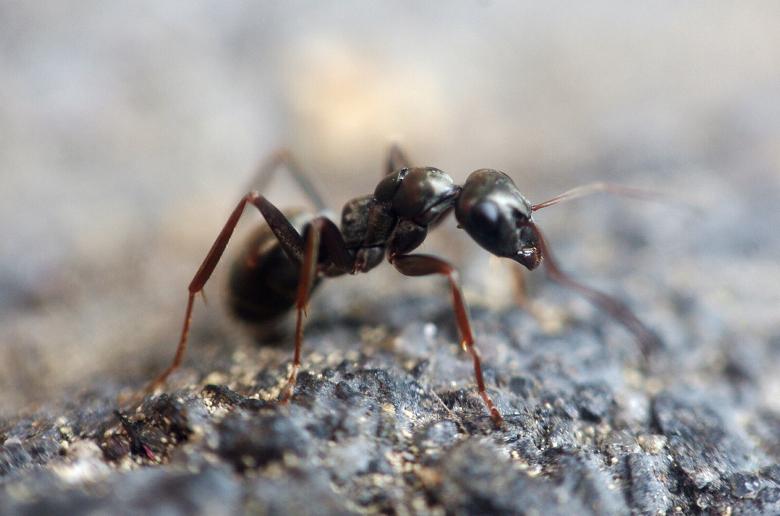Free stock image of Ant created by Pixabay