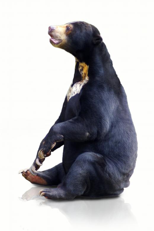 Free stock image of Animal created by Pixabay