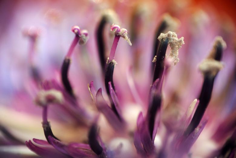 Free stock image of Flower created by Pixabay