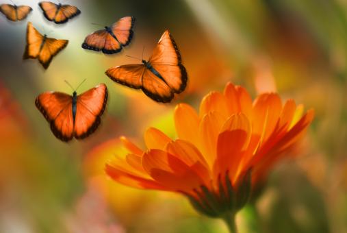 Nature - Free Stock Photo