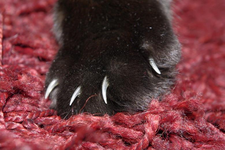 Free stock image of Claw created by Pixabay
