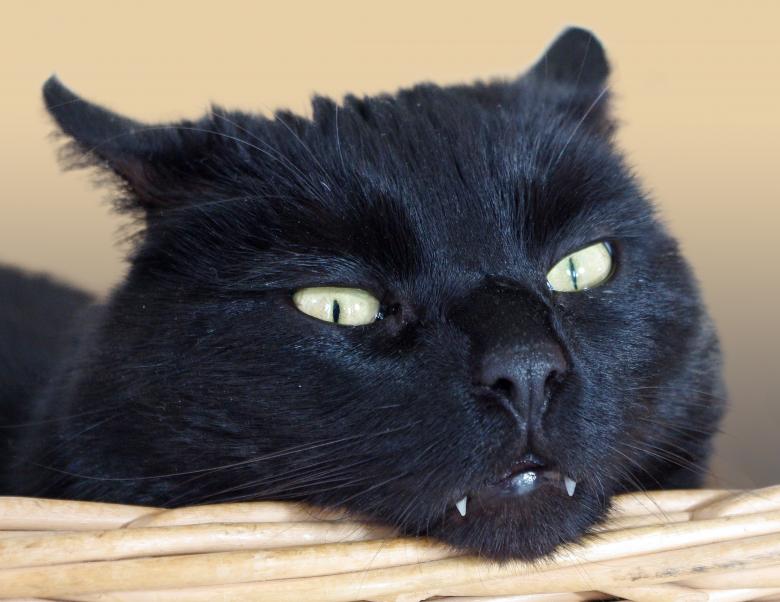 Free stock image of Cat created by Pixabay