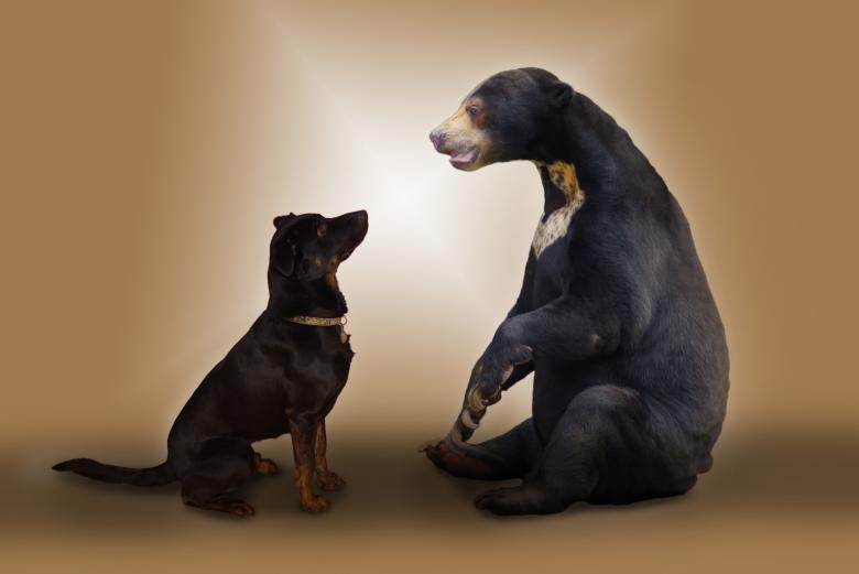 Free stock image of Dog created by Pixabay