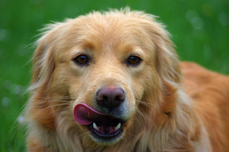 Free stock image of Dog created by Pixabay