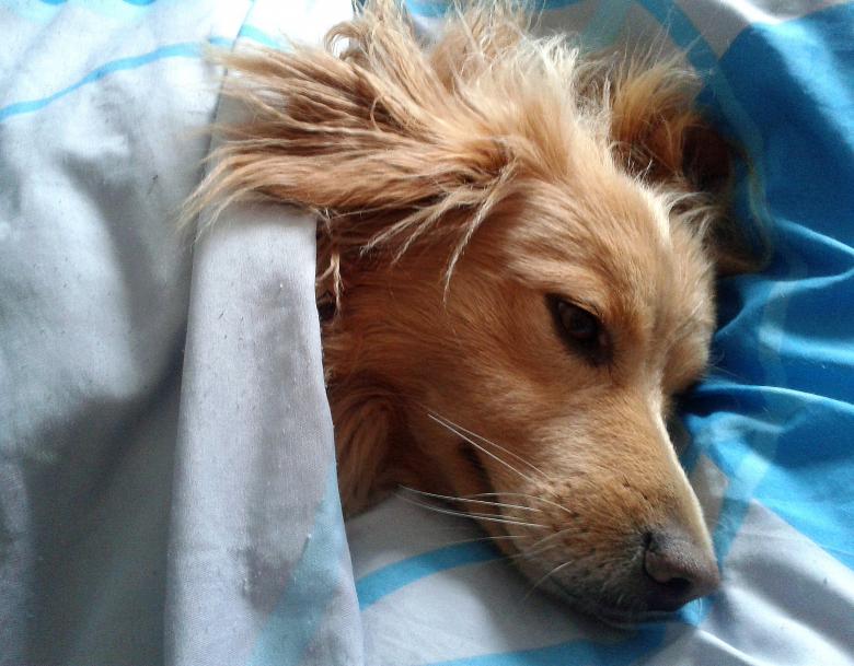 Free stock image of Dog created by Pixabay