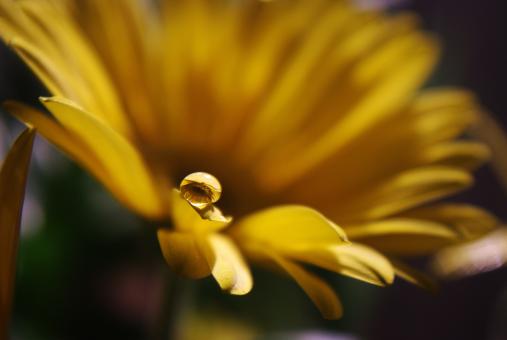 Free Stock Photo of Flower