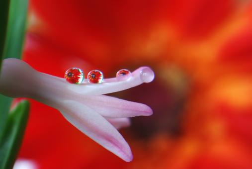 Free Stock Photo of Flower