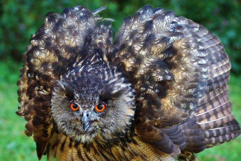 Free stock image of Owl created by Pixabay