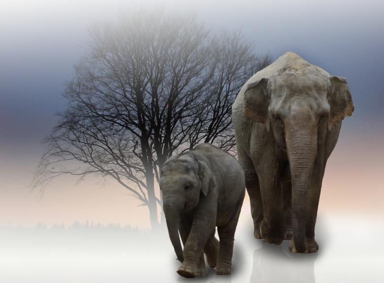 Free stock image of Animal created by Pixabay
