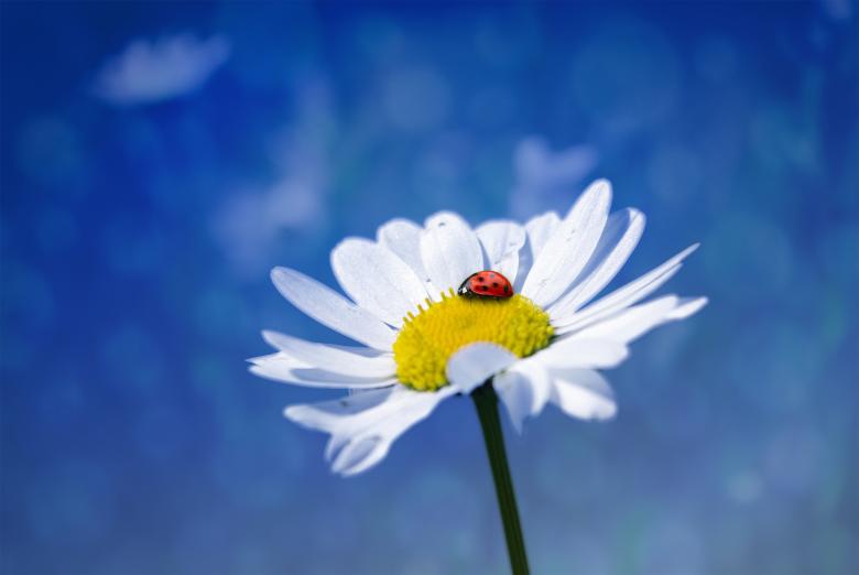 Free stock image of Flower created by Pixabay