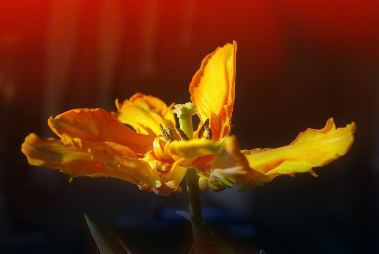 Free stock image of Flower created by Pixabay