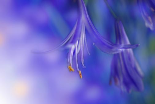 Free Stock Photo of Nature