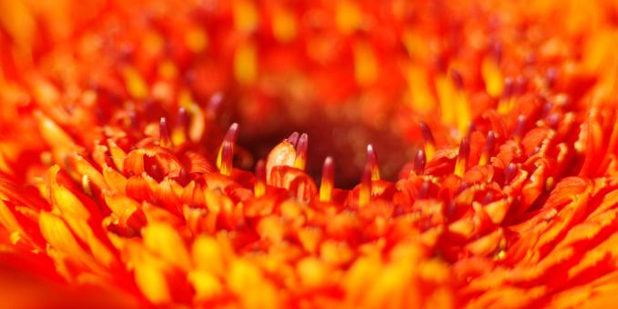 Free Stock Photo of Nature
